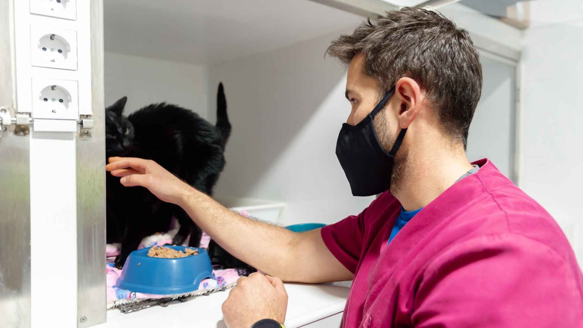 gato hospitalizado alimentación recuperación